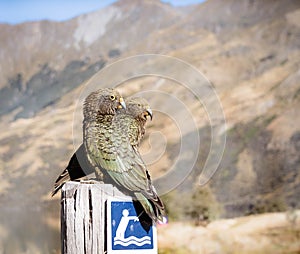 Two Kea parrot birds at Moke Lake