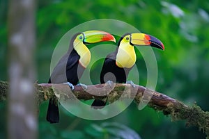 Two Keel-billed Toucans sitting on a branch in Costa Rican forest