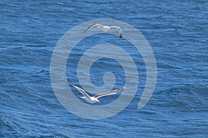 Two Kelp gulls (larus dominicanus) flying together over pacific waves of blue calm water