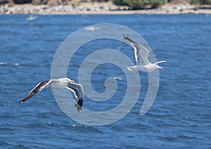 Two Kelp gulls (larus dominicanus) flying together over pacific waves of blue calm water