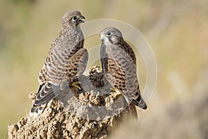 Two kestrel falcons sitting on a rock