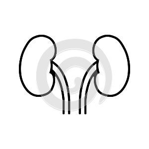 Two kidneys icon in linear style.