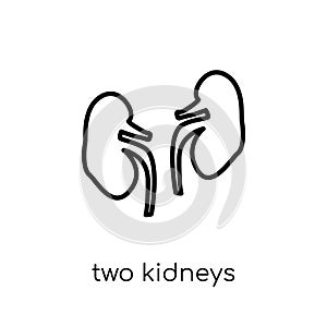 Two Kidneys icon. Trendy modern flat linear vector Two Kidneys i