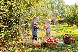 Two kids with apples in their hands at autumn orchard