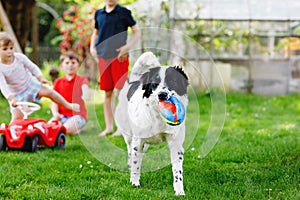 Two kids boys and little toddler girl playing with family dog in garden. Three children, adorable siblings having fun