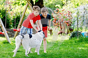 Two kids boys playing with family dog in garden. Laughing children, adorable siblings having fun with dog, with running