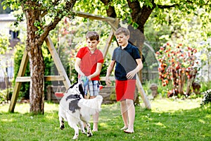 Two kids boys playing with family dog in garden. Laughing children, adorable siblings having fun with dog, with running