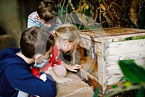 Two kids boys and toddler girl visiting together zoo. Three children watching animals and insects. School boys wearing