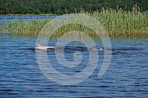 Two kids snorkling in a lake..