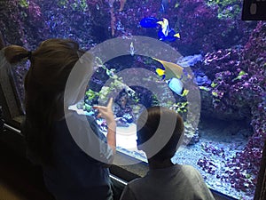 Two children admiring colorful exotic fish in aquarium