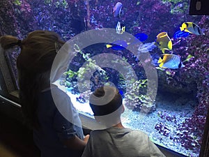 Two children admiring colorful exotic fish in aquarium