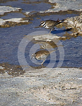 Two Killdeer Birds Standing In Shallow Water photo