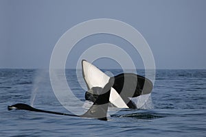 Two killer whale males