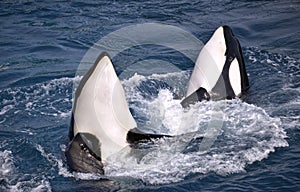 Two killer whales in blue water