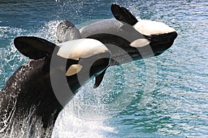 Two killer whales jumping out of water