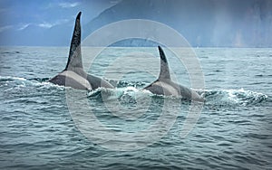 two killer whales in the wild resting. Selective focus
