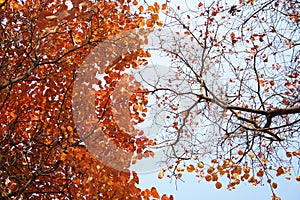 two kinds of Ginko trees in fall