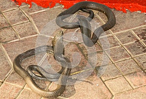 Two King Cobras Facing Each Other with Flared Hoods