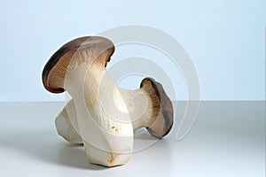 Two King oyster mushroom, Pleurotus eryngii, also called trumpet royale on a gray blue background with copy space
