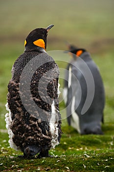 Two King penguin, Aptenodytes patagonicus. Penguin with detail cleaning of feathers Penguin with black and yellow head, Falkland