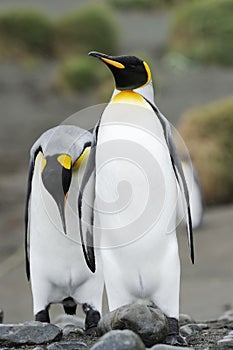 Two King Penguin (Aptenodytes patagonicus) walking behind each other