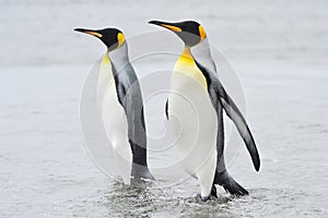 Two King Penguin (Aptenodytes patagonicus) walking behind each other