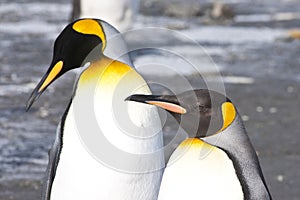 Two King penguins
