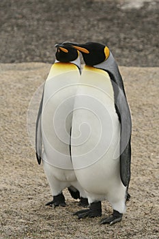 Two King Penguins