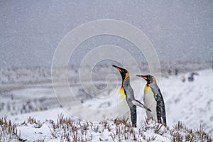 Two king Penguins on the Antarctic Peninsula