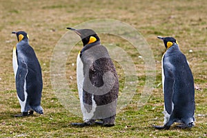 Two king penguins and chick