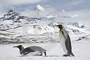 Two King penguins in fresh snow on South Georgia Island