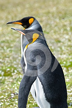 Two King Penguins out for a walk