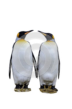 Two king penguins isolated on the white background