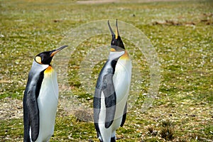 Two King Penguins