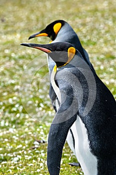 Two King Penguins out for a walk