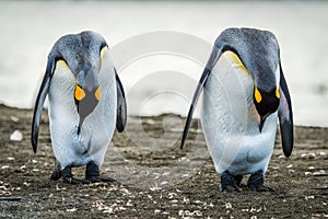 Two king penguins preening stomachs on beach