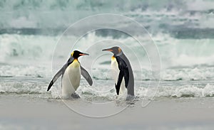 Two King penguins returning from sea to a coastal area