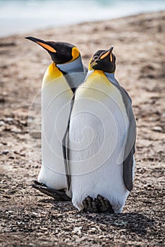 Two king penguins side-by-side on shingle beach