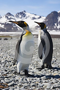 Two King Penguins on South Georgia