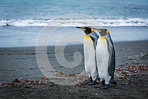 Two king penguins standing side-by-side on beach