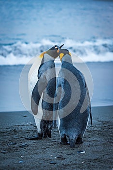 Two king penguins touching beaks on beach