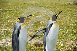 Two King Penguins out for a walk