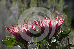 Two King Protea, Protea cynaroides