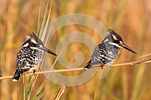 Two kingfishers