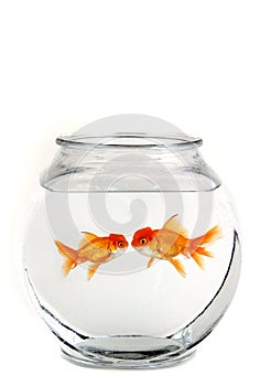 Two Kissing Goldfish