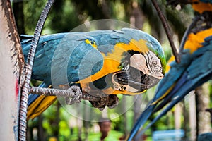 Two kissing parrots at Nong Nooch garden park, Thailand