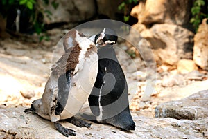 Two Kissing Pinguins photo