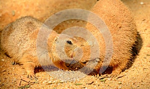 Two kissing prairie dogs on the ground