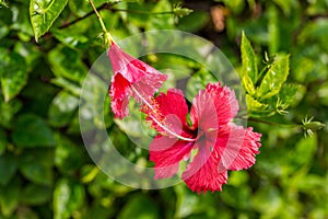 Two kissing red hibiscus flowers on a green background