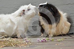 Two kissing rosette guinea pigs.